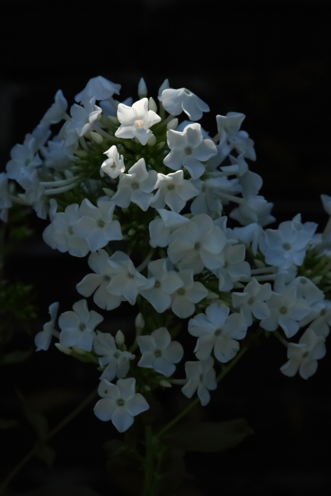 2011 07 30 IMG 34796